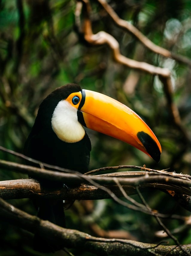_images/toco_toucan.jpg